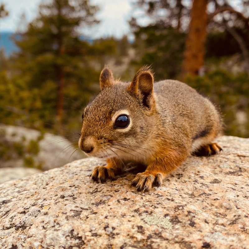 松鼠岩上凝视图片