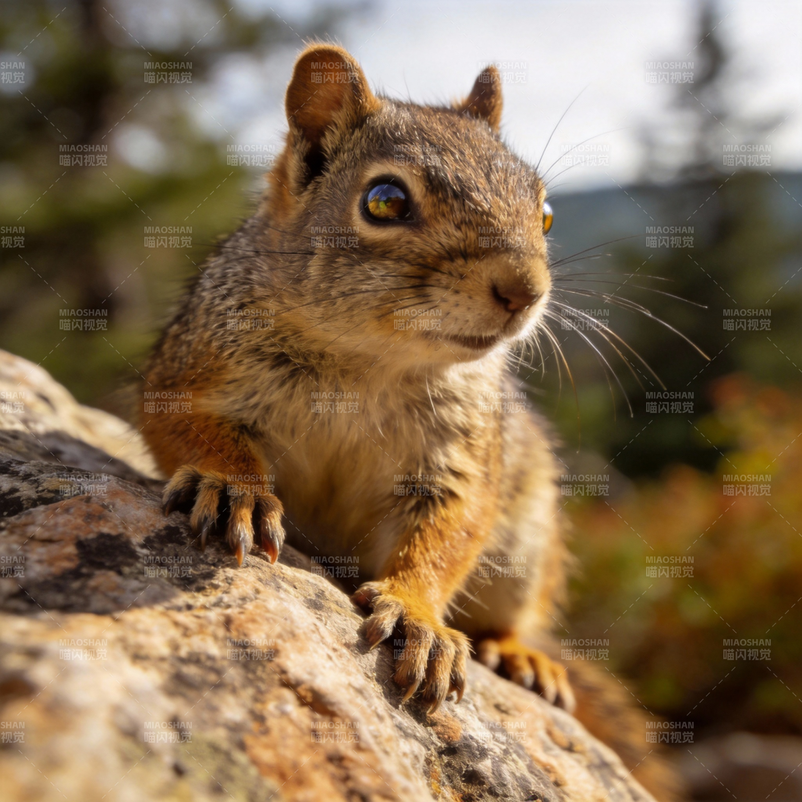 松鼠攀岩凝视图片