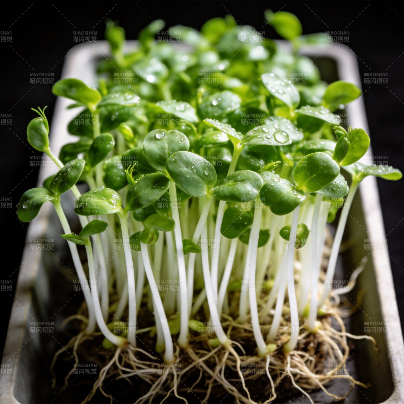 嫩绿芽苗生机勃勃图片