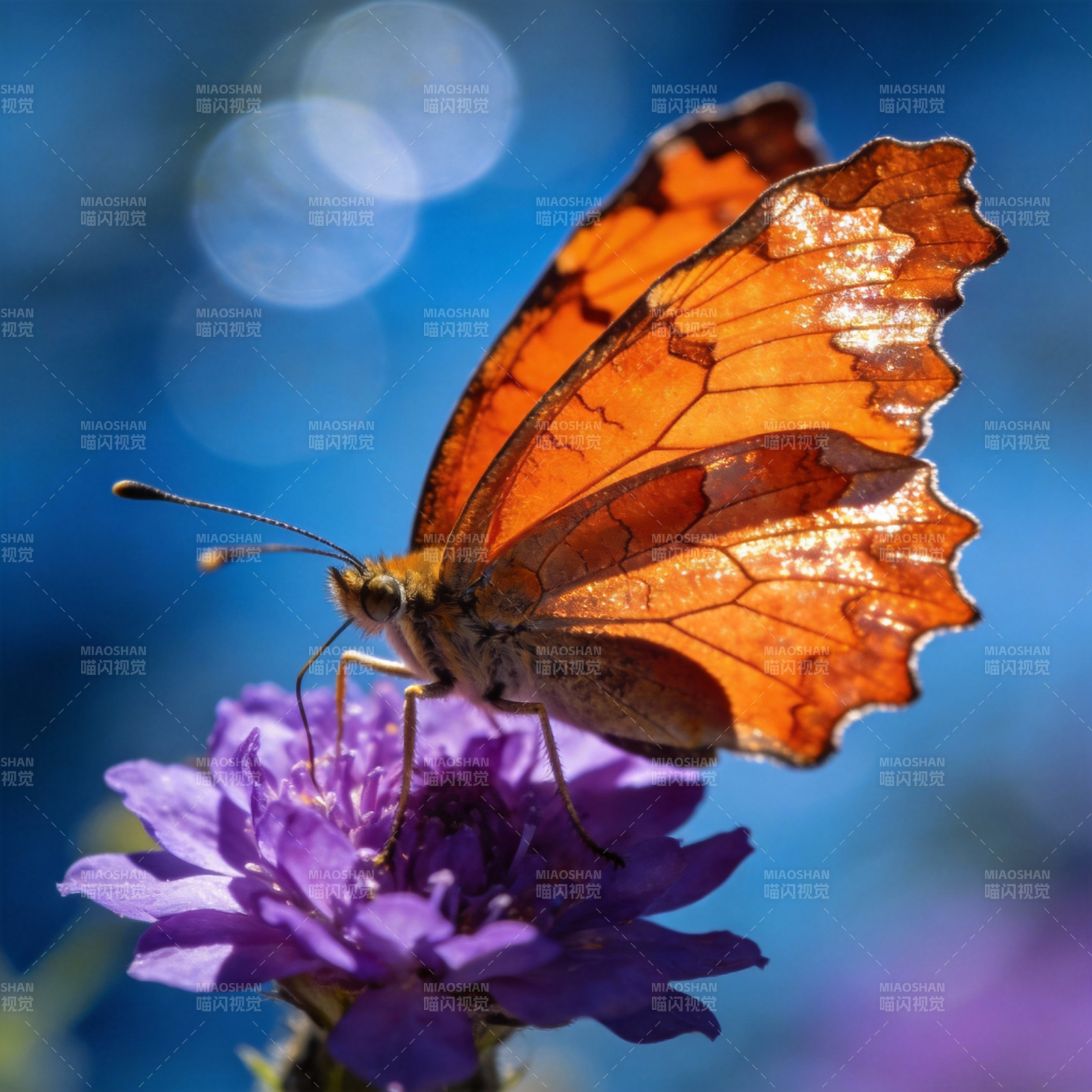橙蝶栖紫花图片