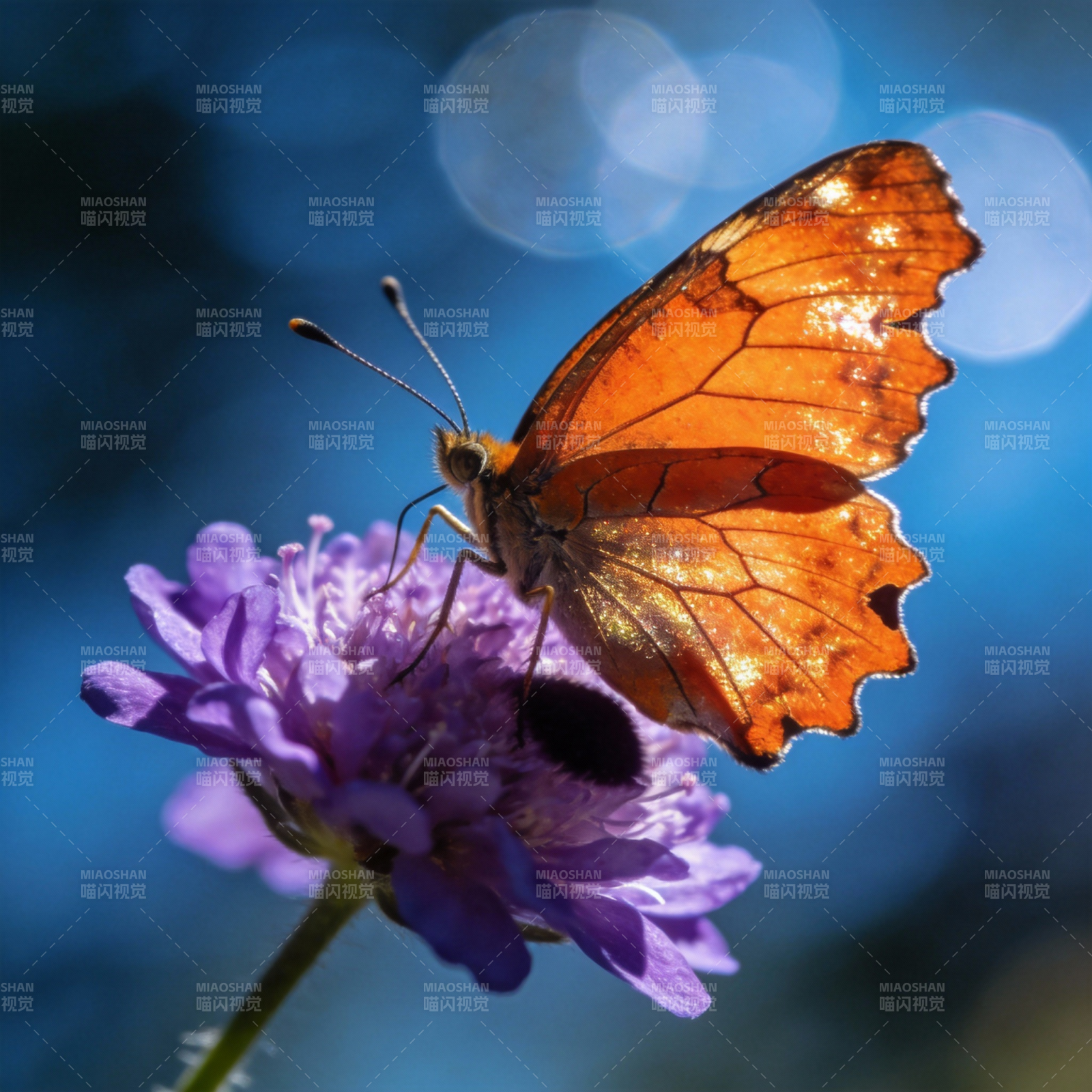 橙蝶栖紫花图片