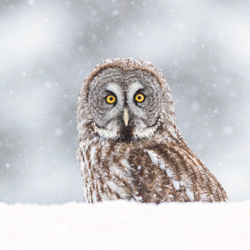 雪中猫头鹰图片