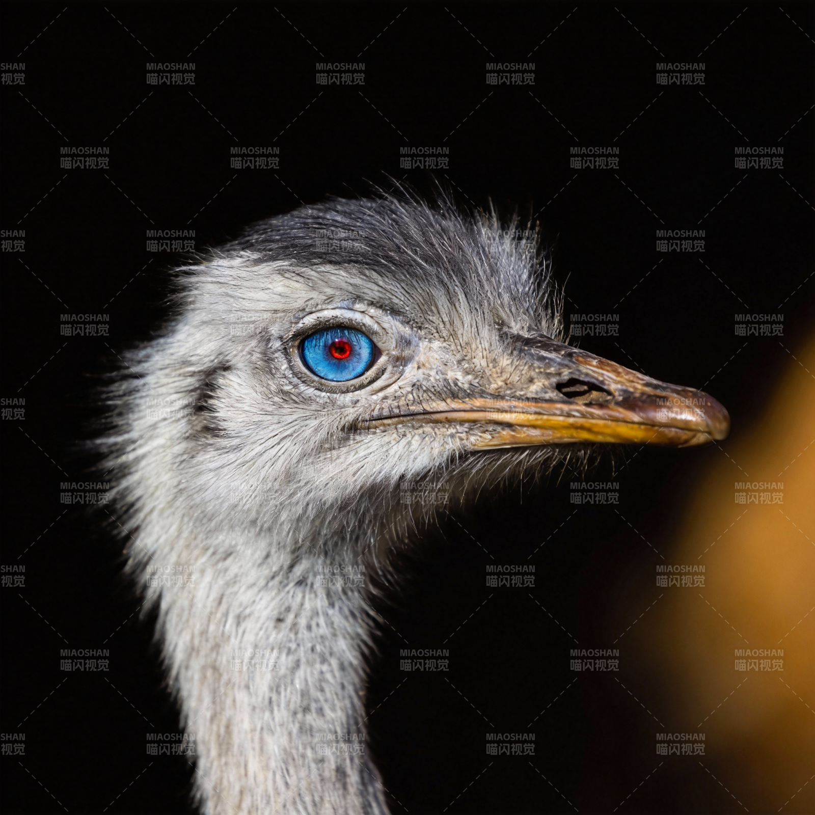 蓝眼鸵鸟特写图片