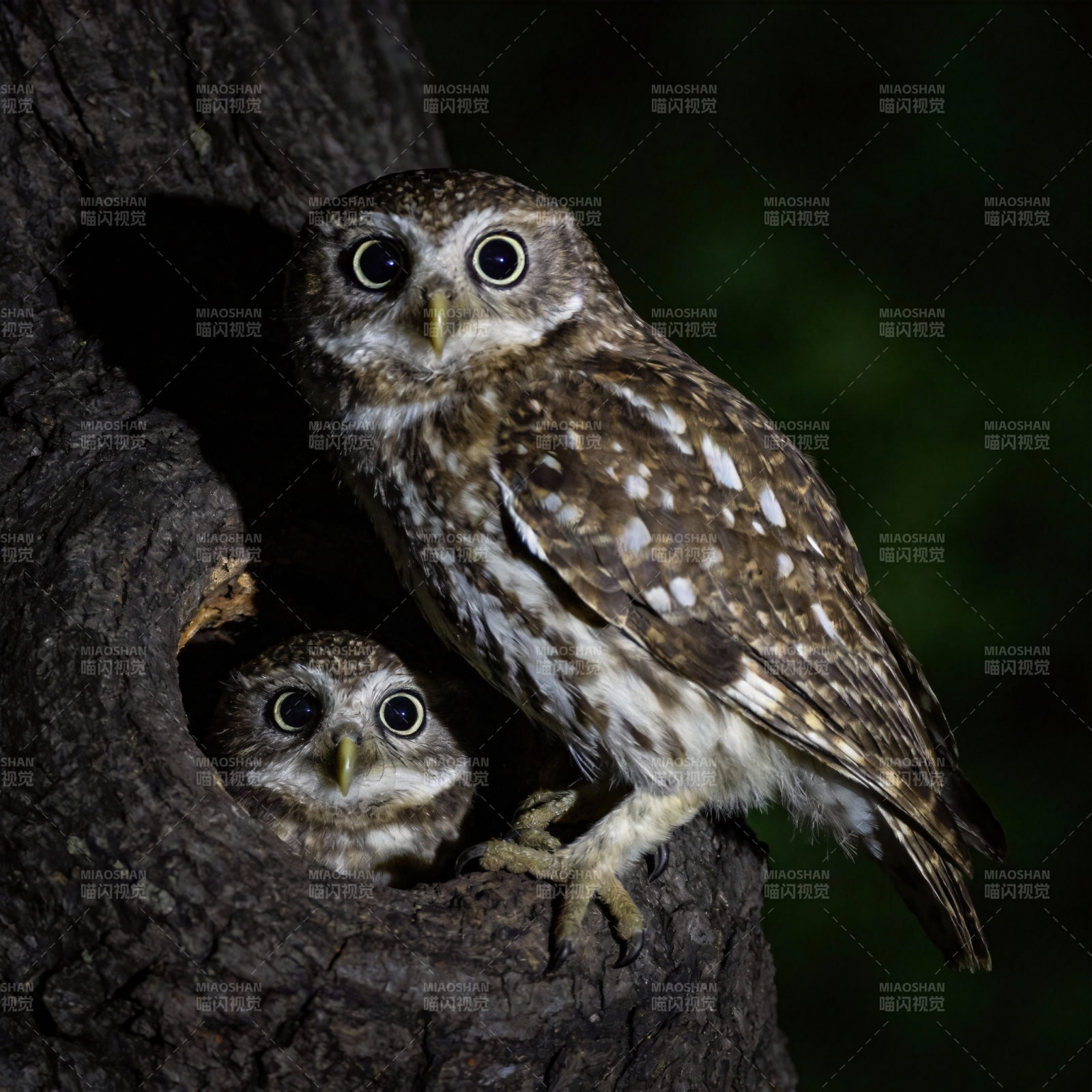 夜宿树洞的猫头鹰图片