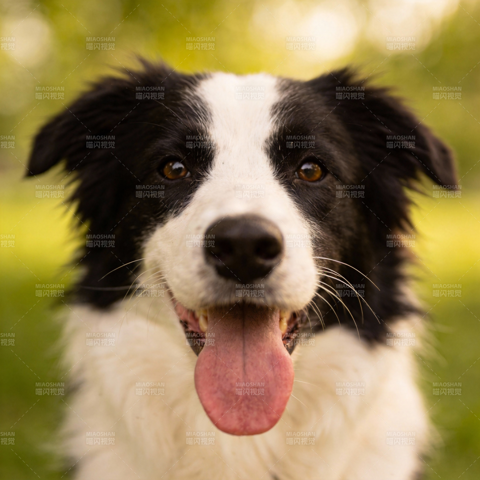 边境牧羊犬微笑图片