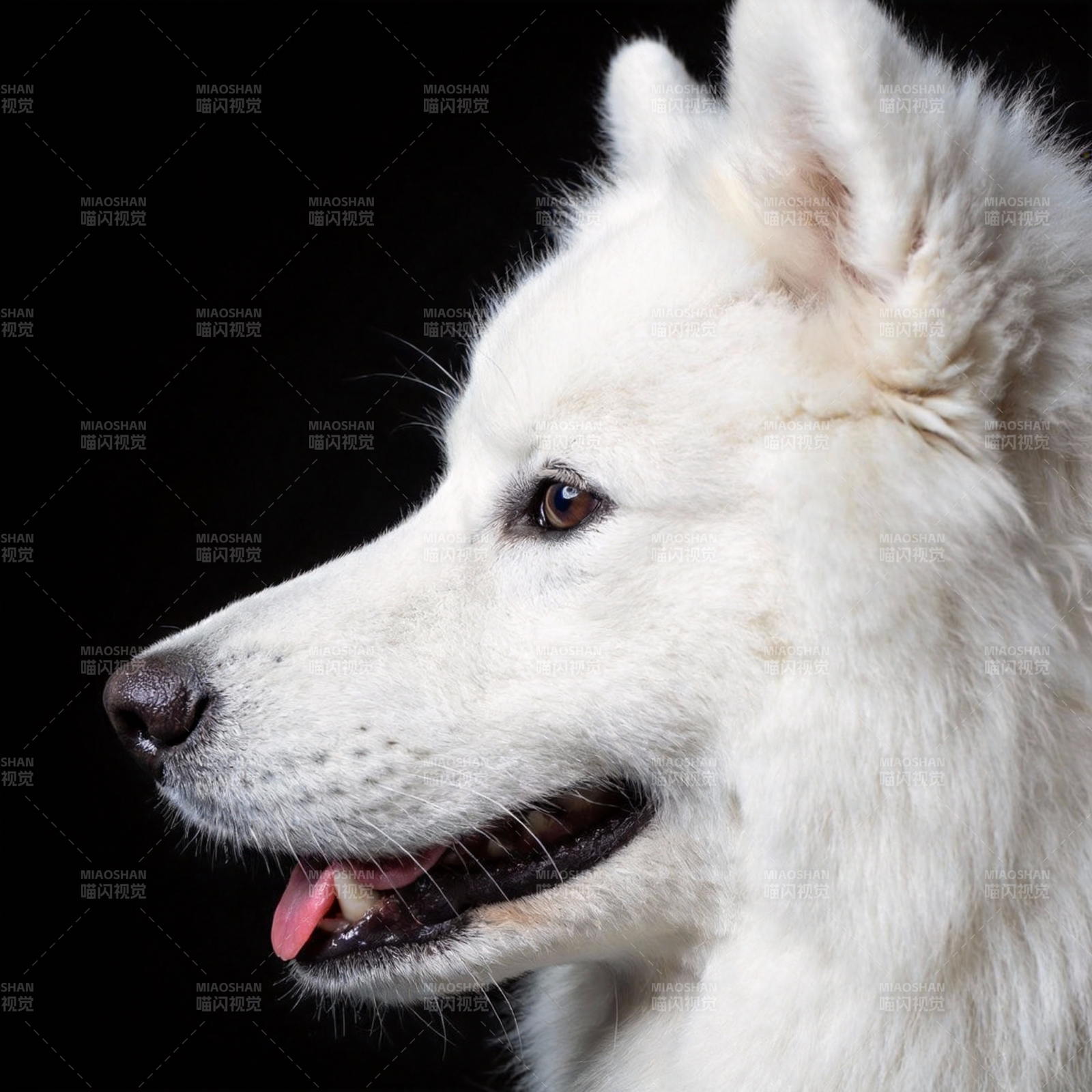 雪白犬侧脸特写图片