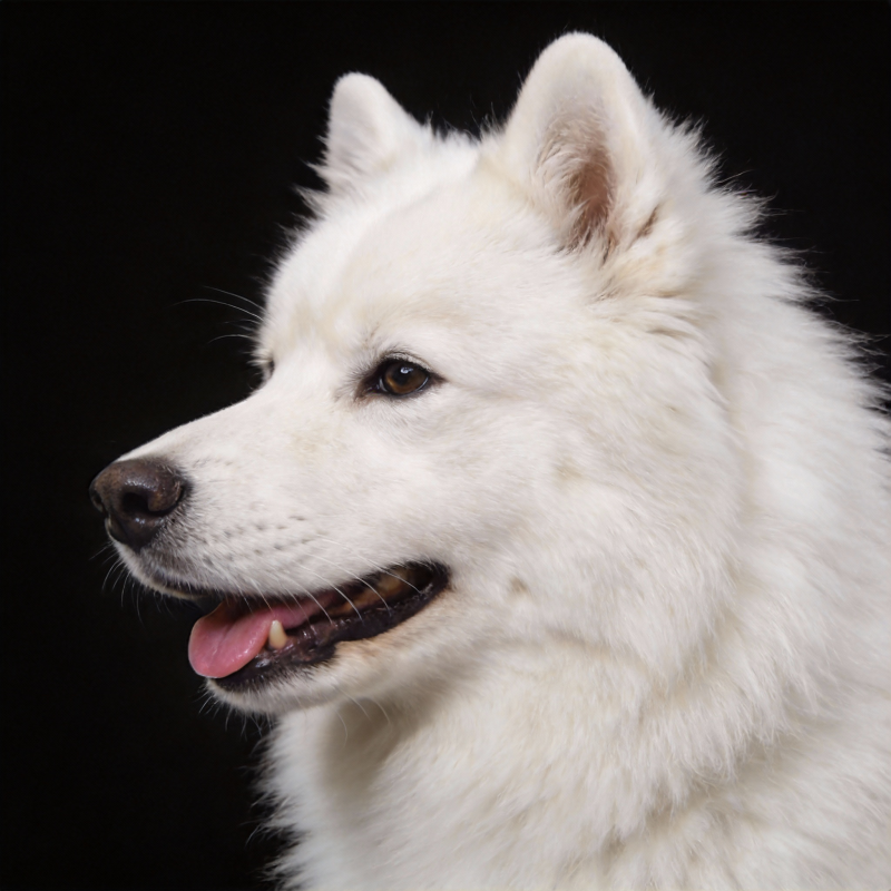 雪白萨摩耶侧影图片