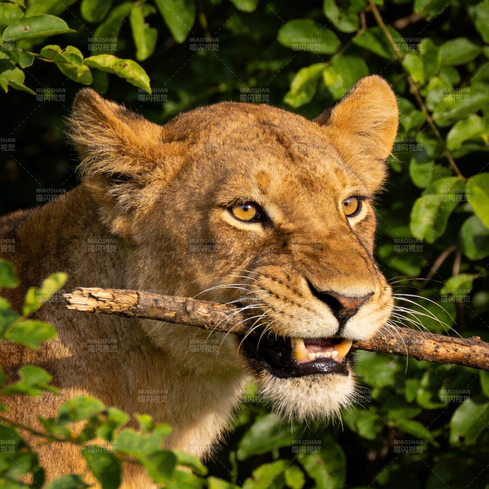 母狮衔枝凝视图片
