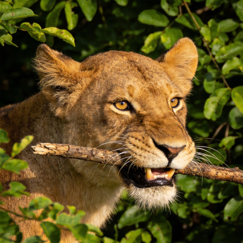 母狮衔枝凝视图片