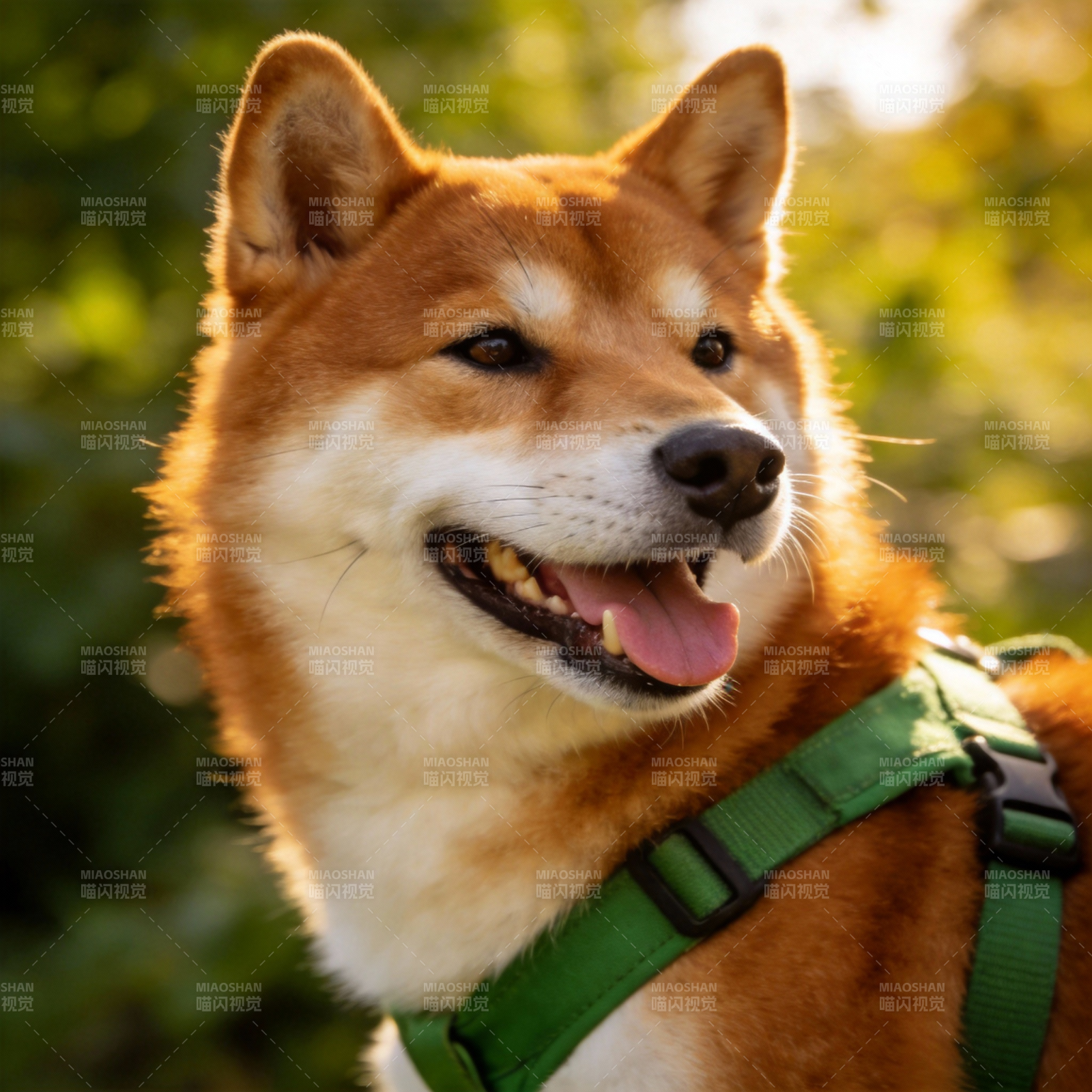 柴犬微笑迎风图片