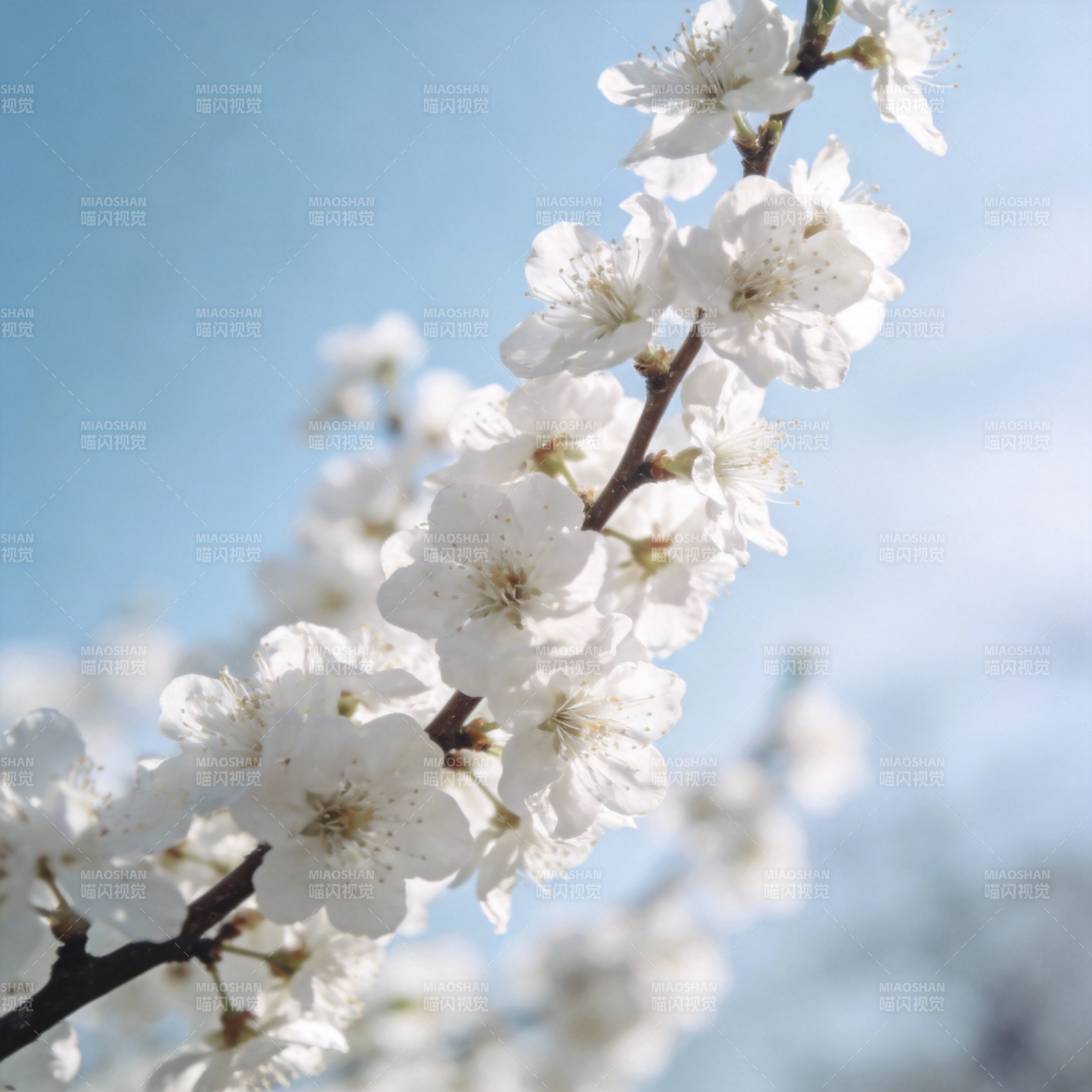 樱花绽放春日美图片