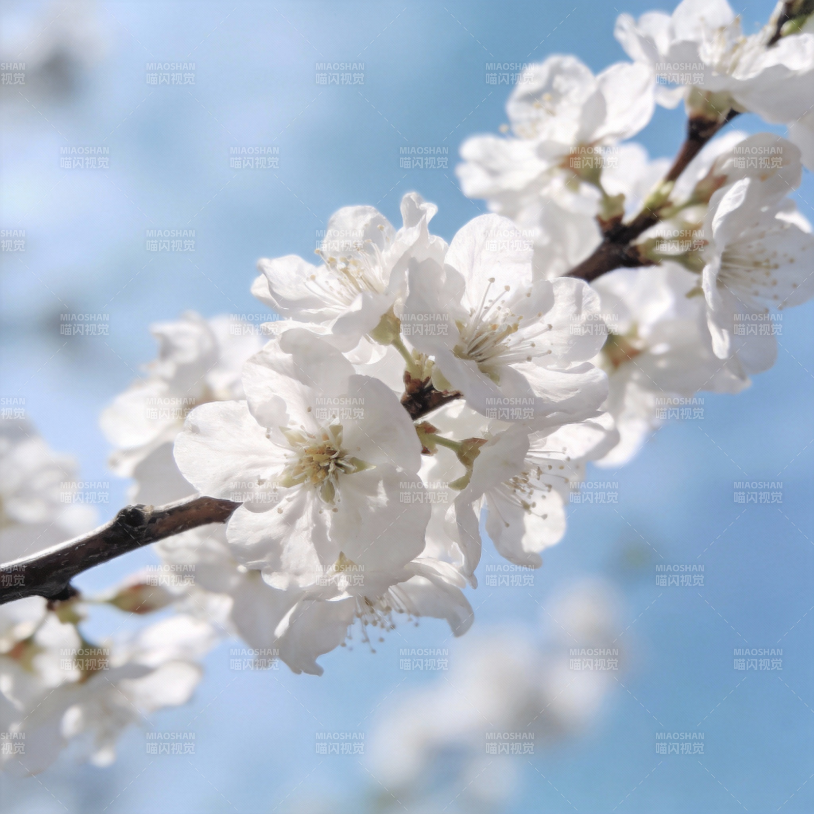 樱花绽放枝头图片