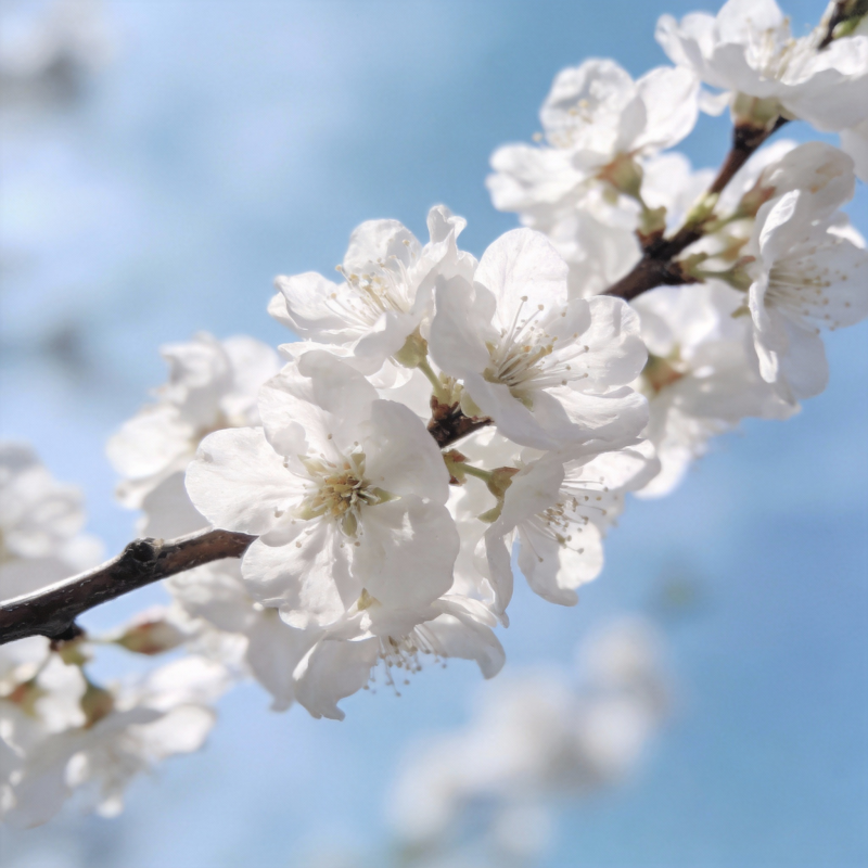 樱花绽放枝头图片