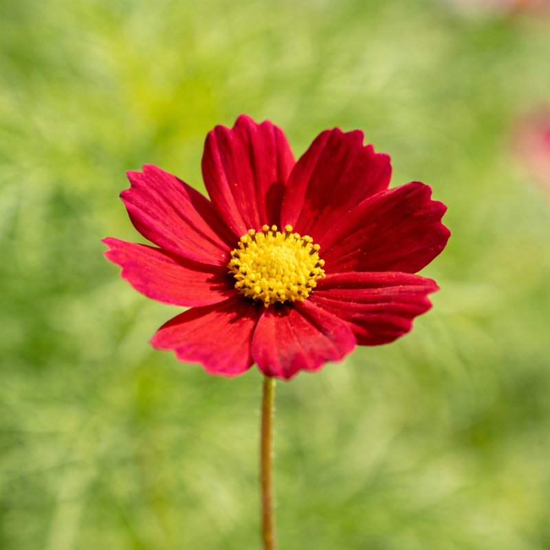 红花绽放 生机盎然图片