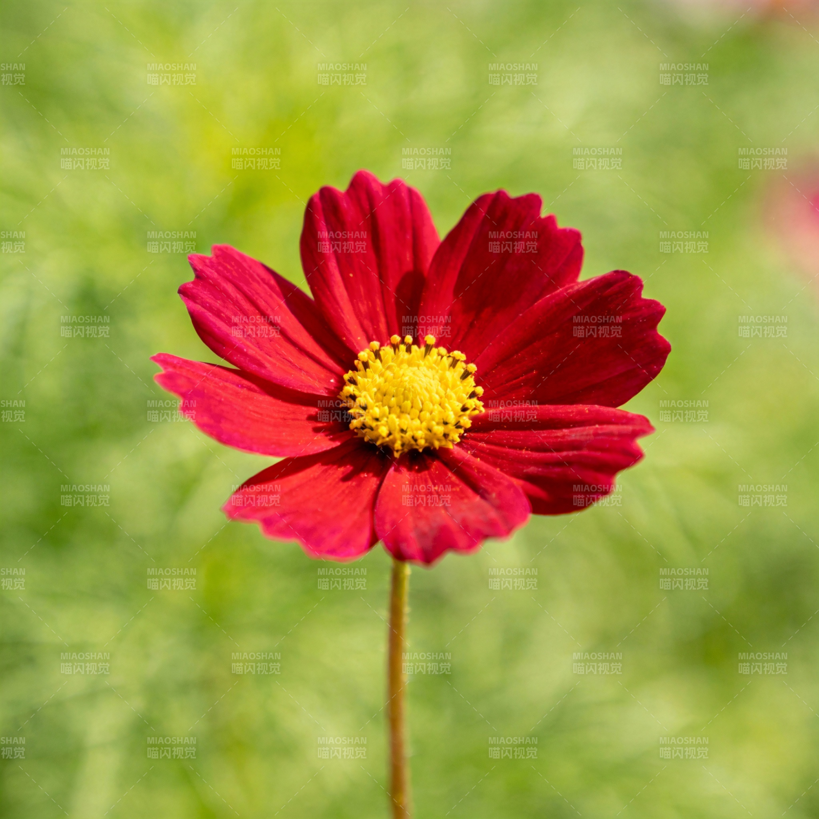 红花绽放 生机盎然图片