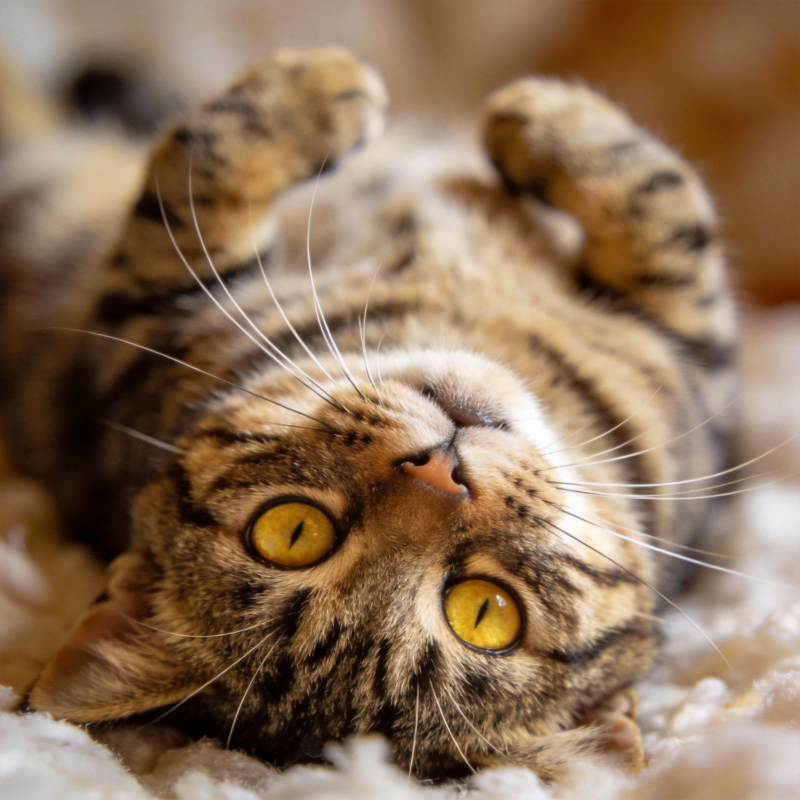 猫咪仰卧萌态图片