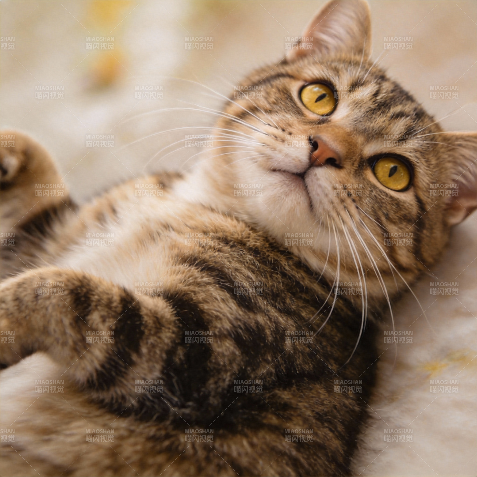 猫咪仰卧 眼神灵动图片