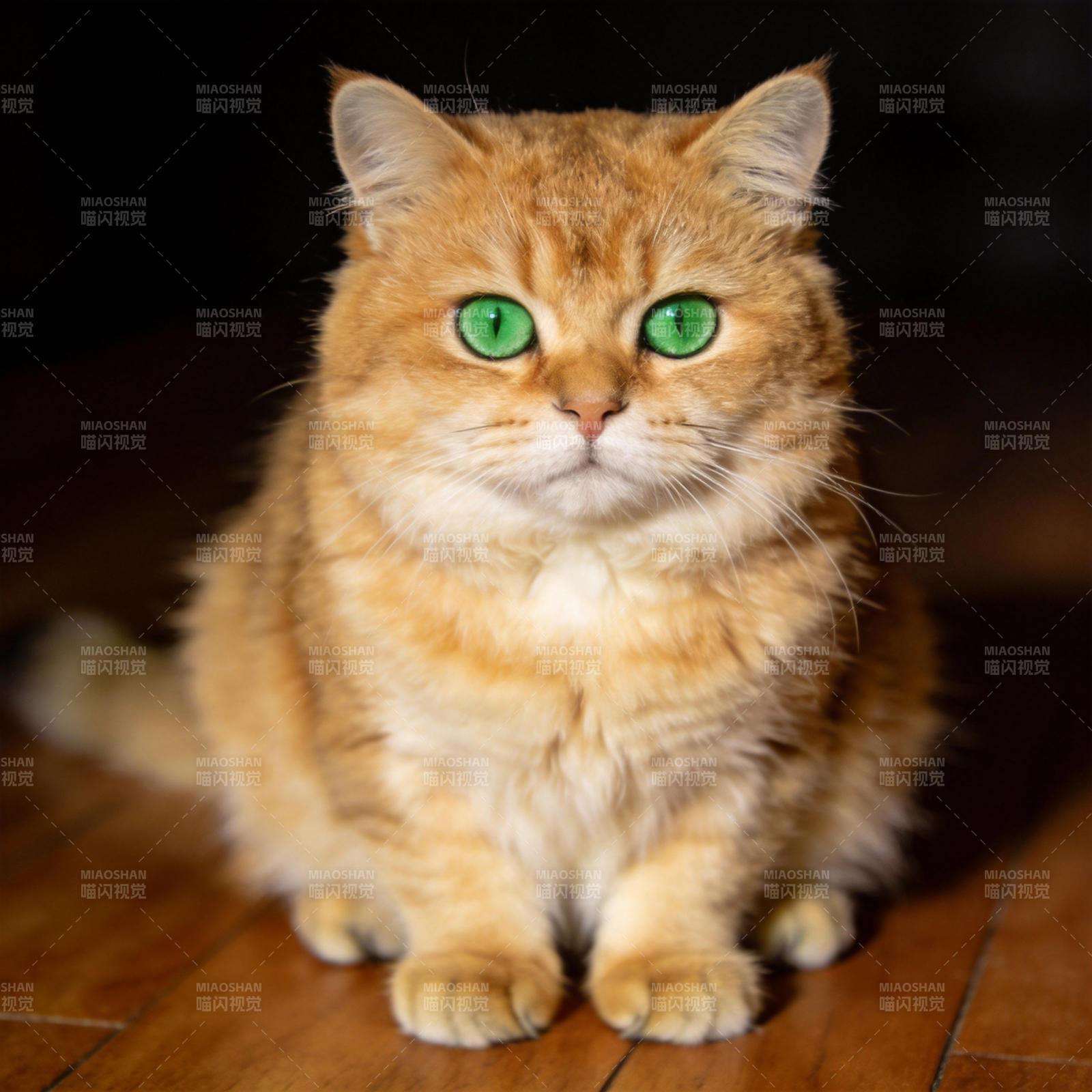 金猫绿眸静坐图片