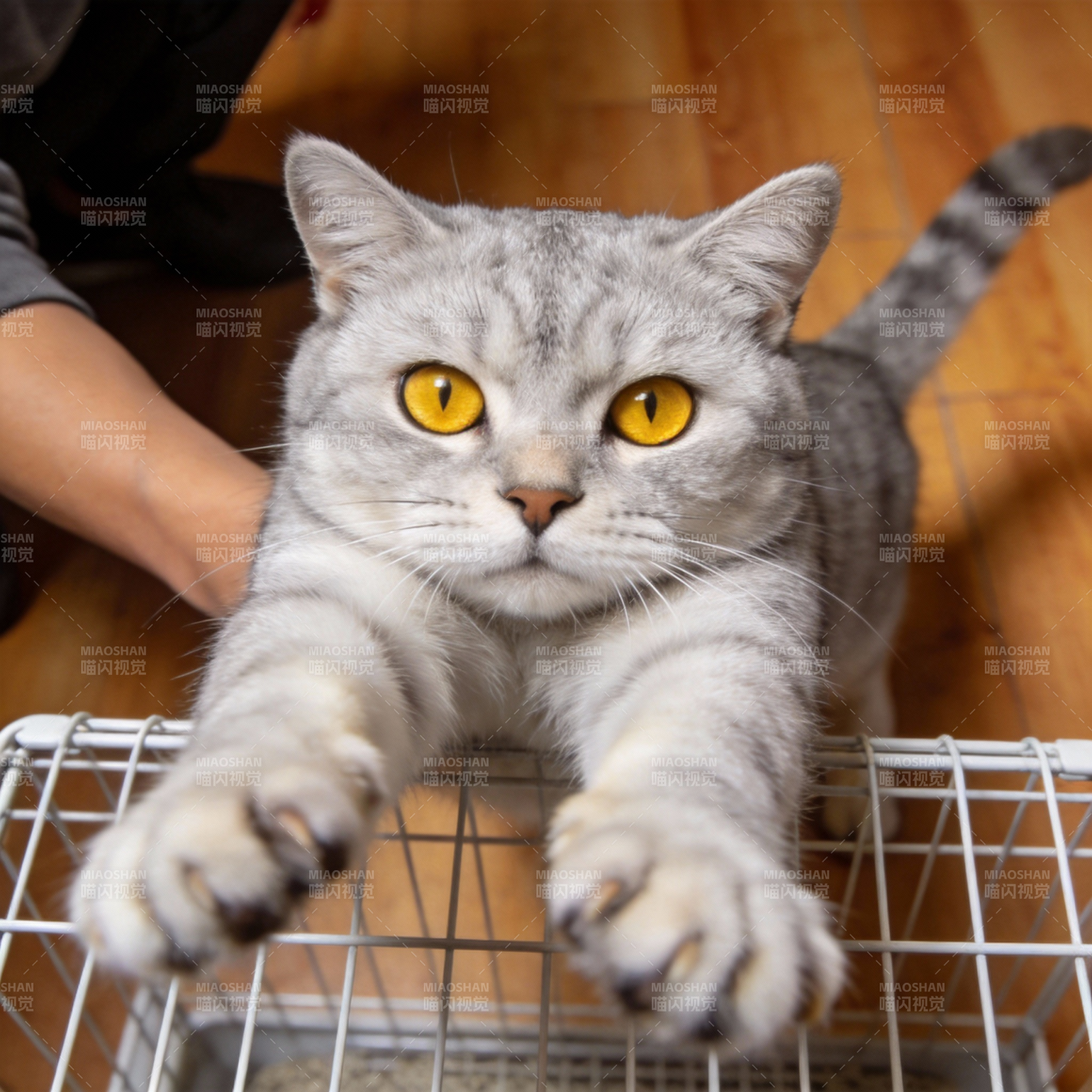 灰猫探爪笼中图片