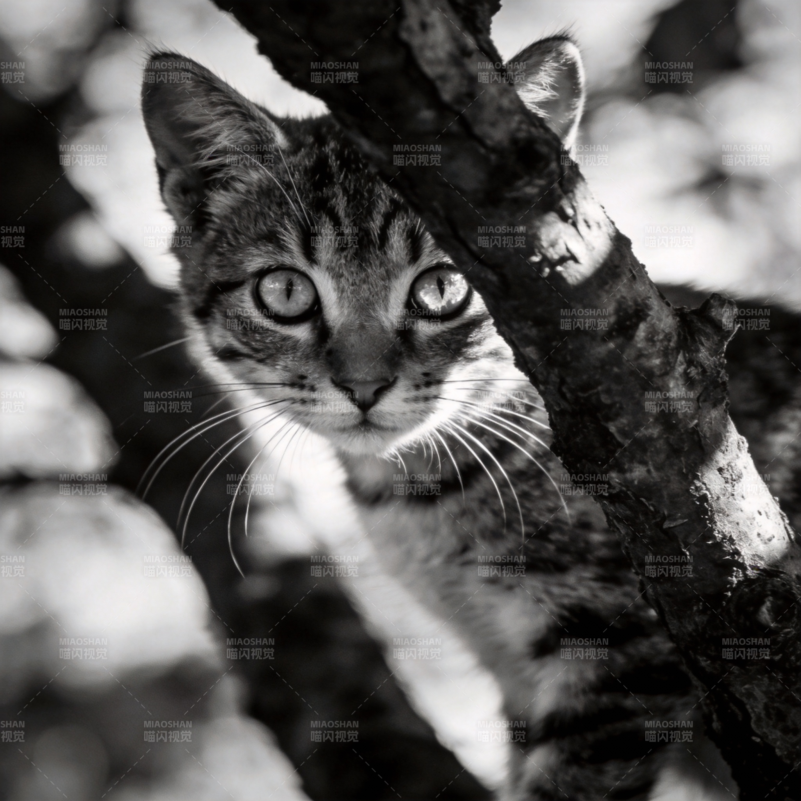 树影中的猫眼图片