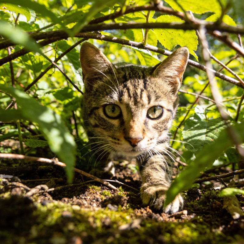 林间小猫探头图片
