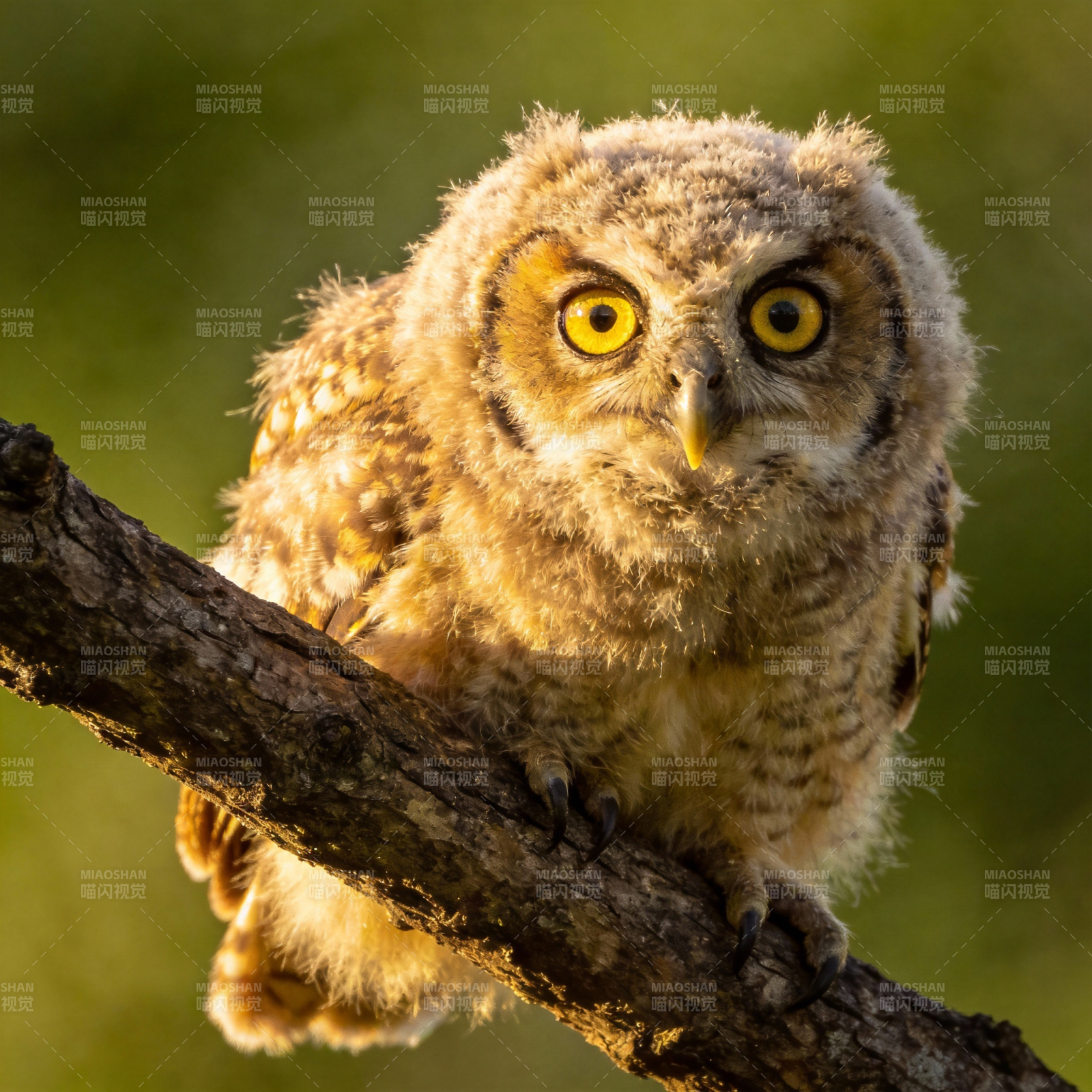 萌鸮栖枝图片