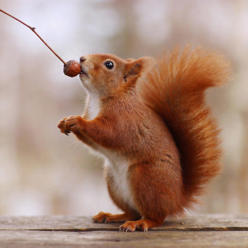 松鼠啃坚果图片
