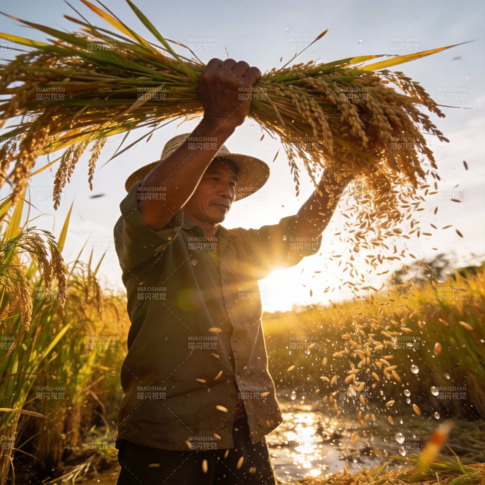 稻香满溢的丰收时刻图片