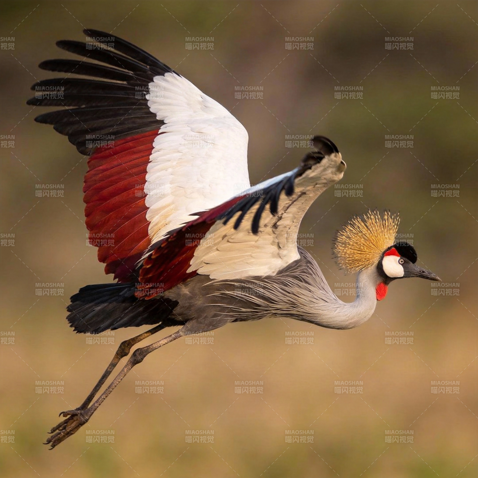 灰冠鹤翱翔天际图片