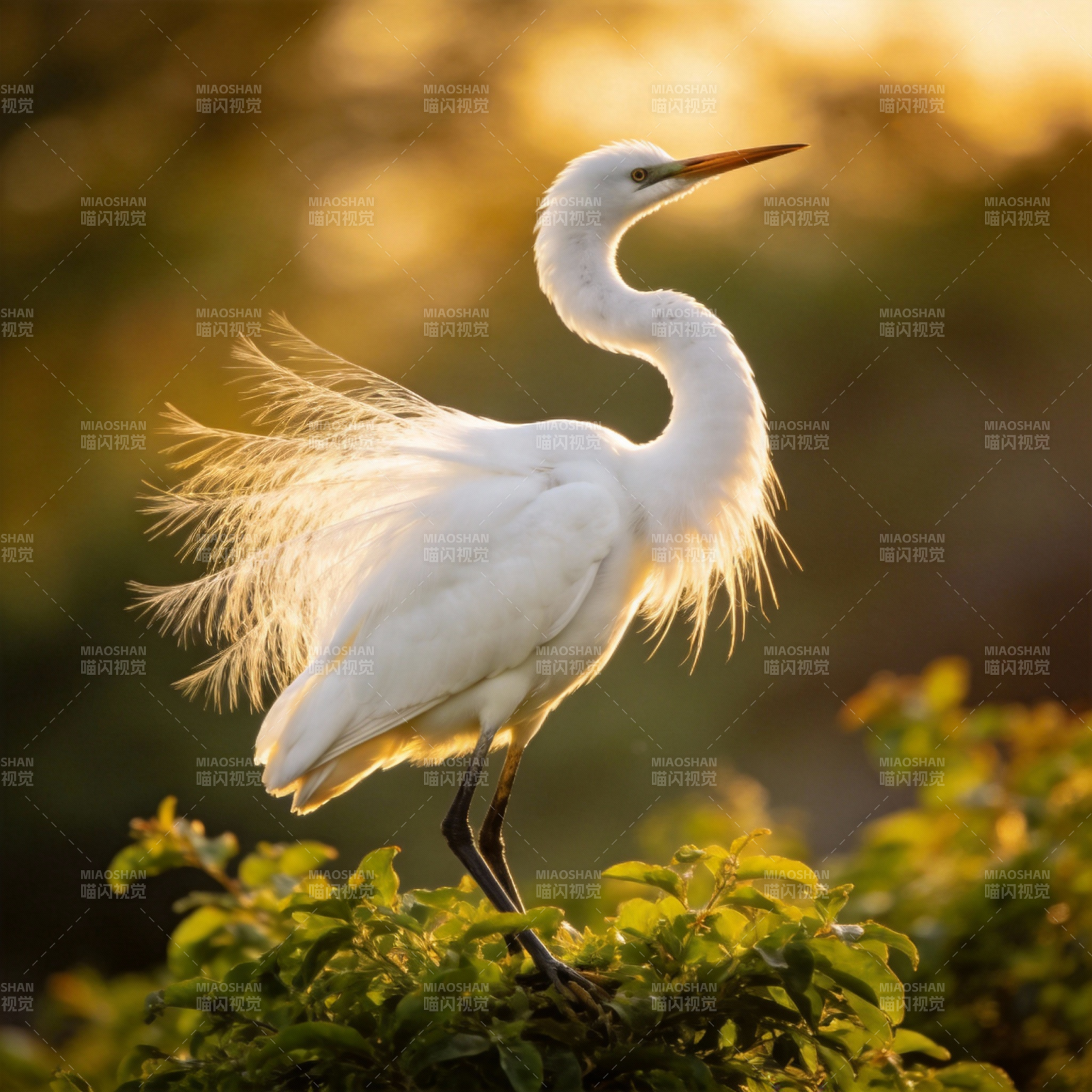 白鹭栖枝 夕阳辉映图片