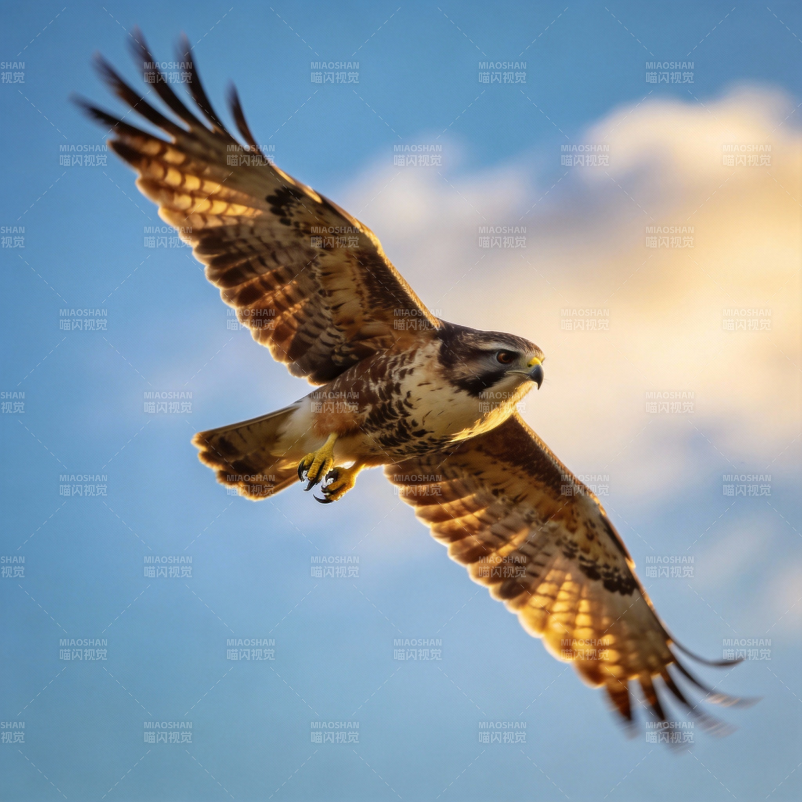 翱翔天际的雄鹰图片