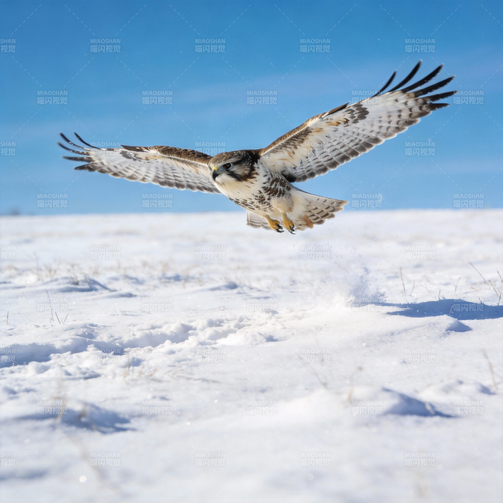 雪原翱翔的猛禽图片