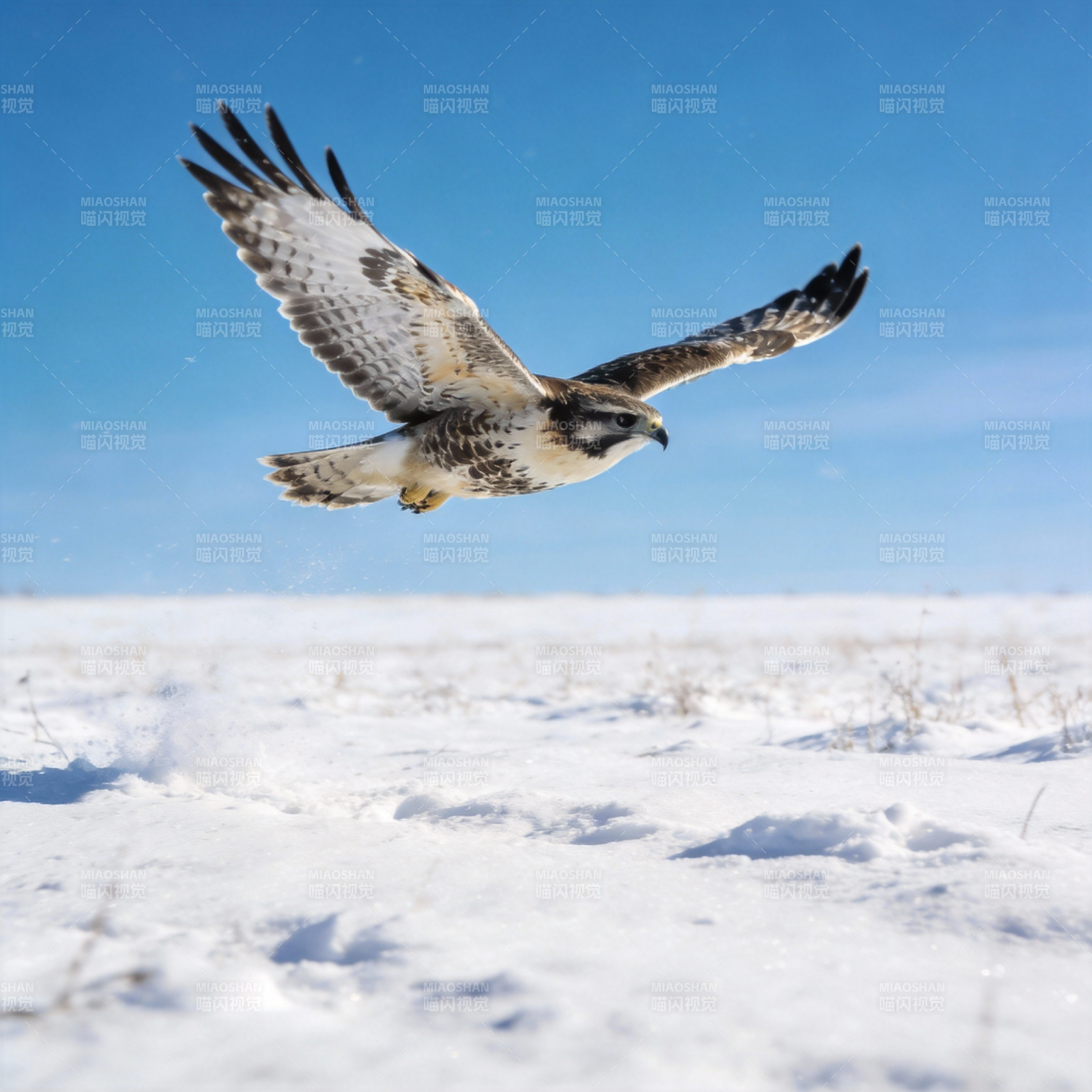 雪原翱翔的猛禽图片