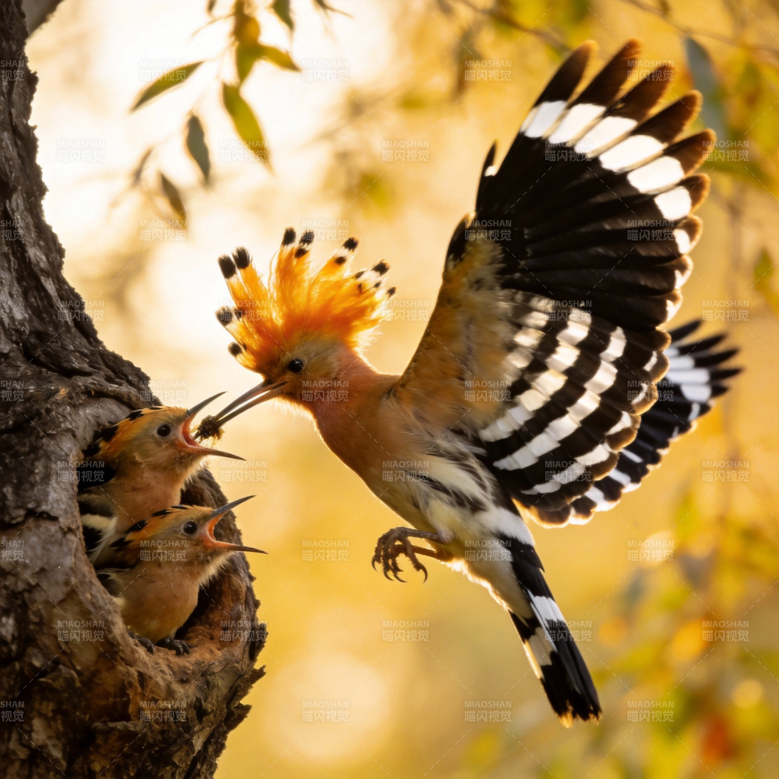 戴胜鸟喂雏图片