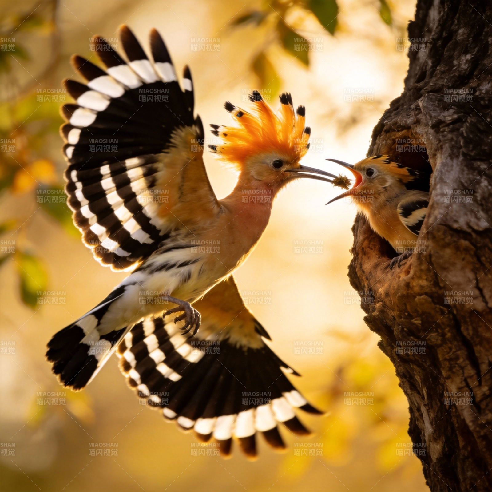 戴胜鸟喂雏图片