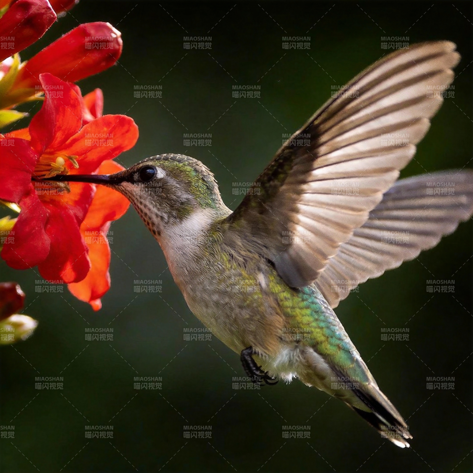 蜂鸟采蜜瞬间图片