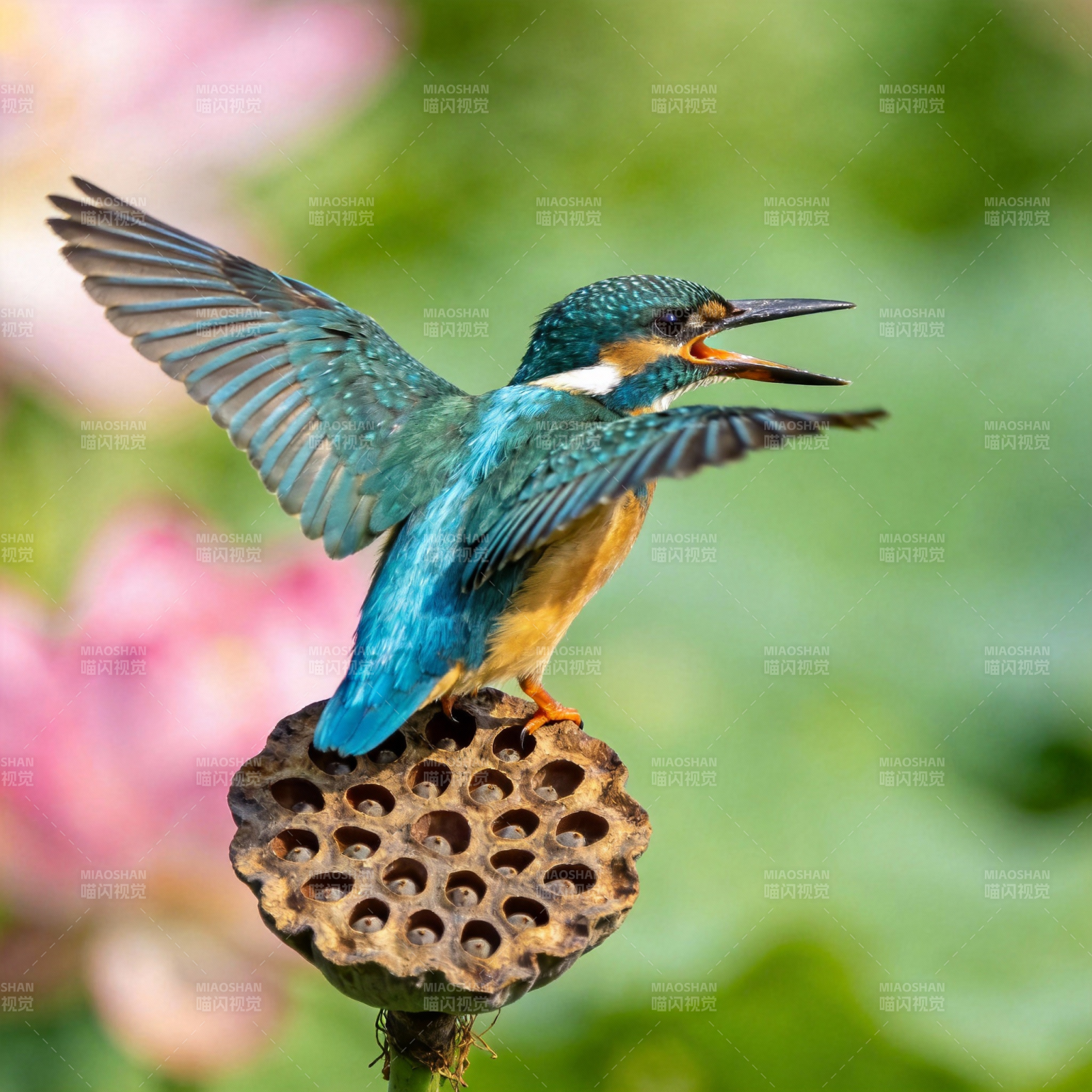 翠鸟展翅栖莲蓬图片
