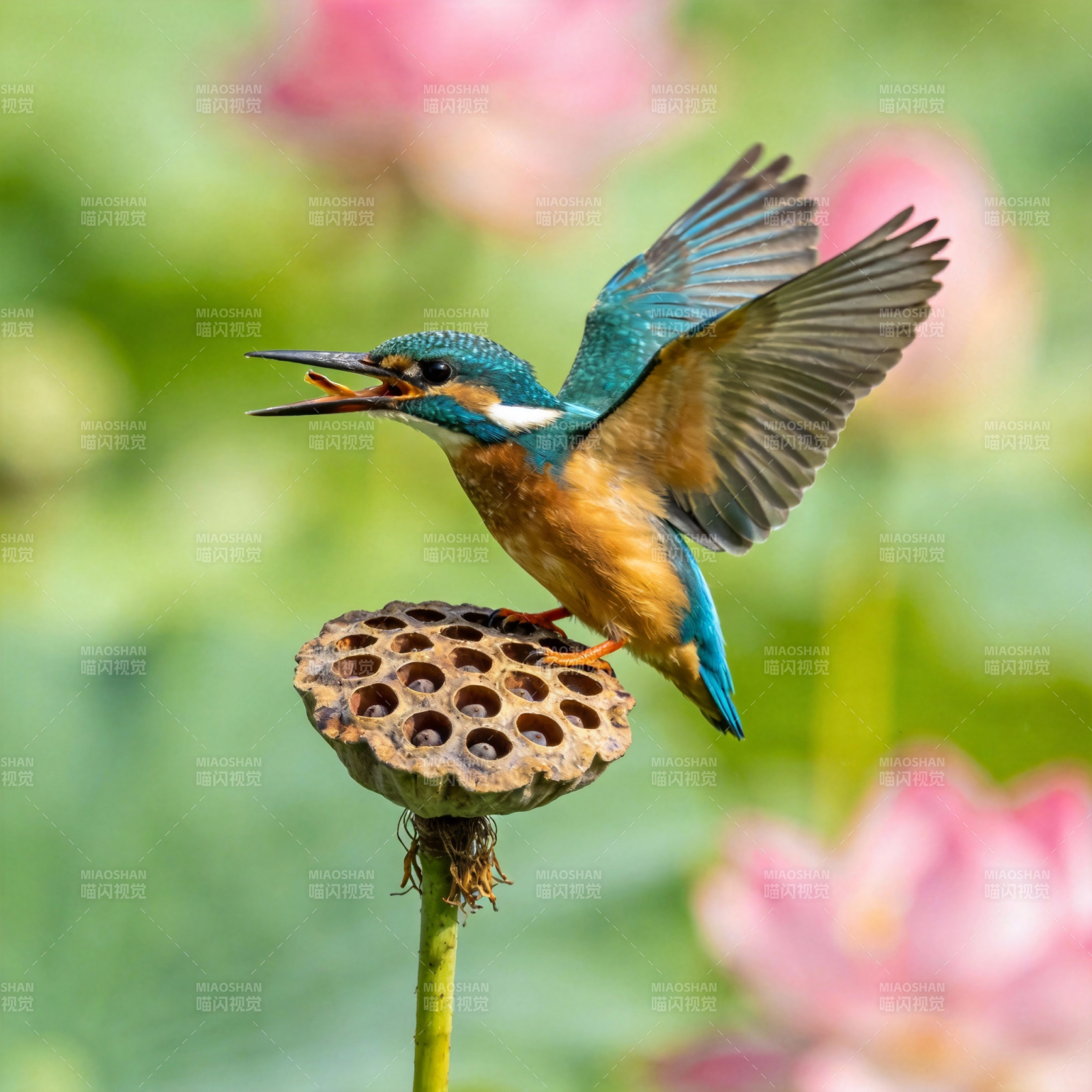 翠鸟捕食瞬间图片