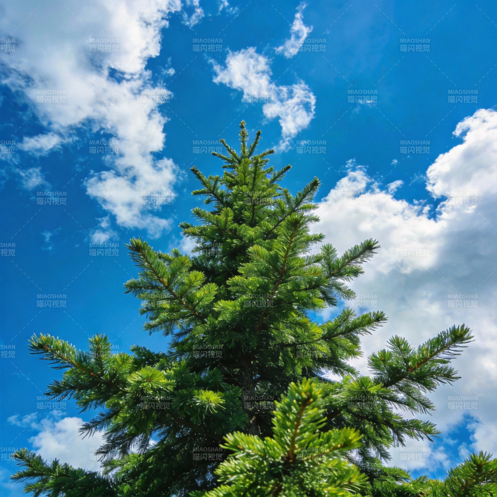 松树蓝天白云图片