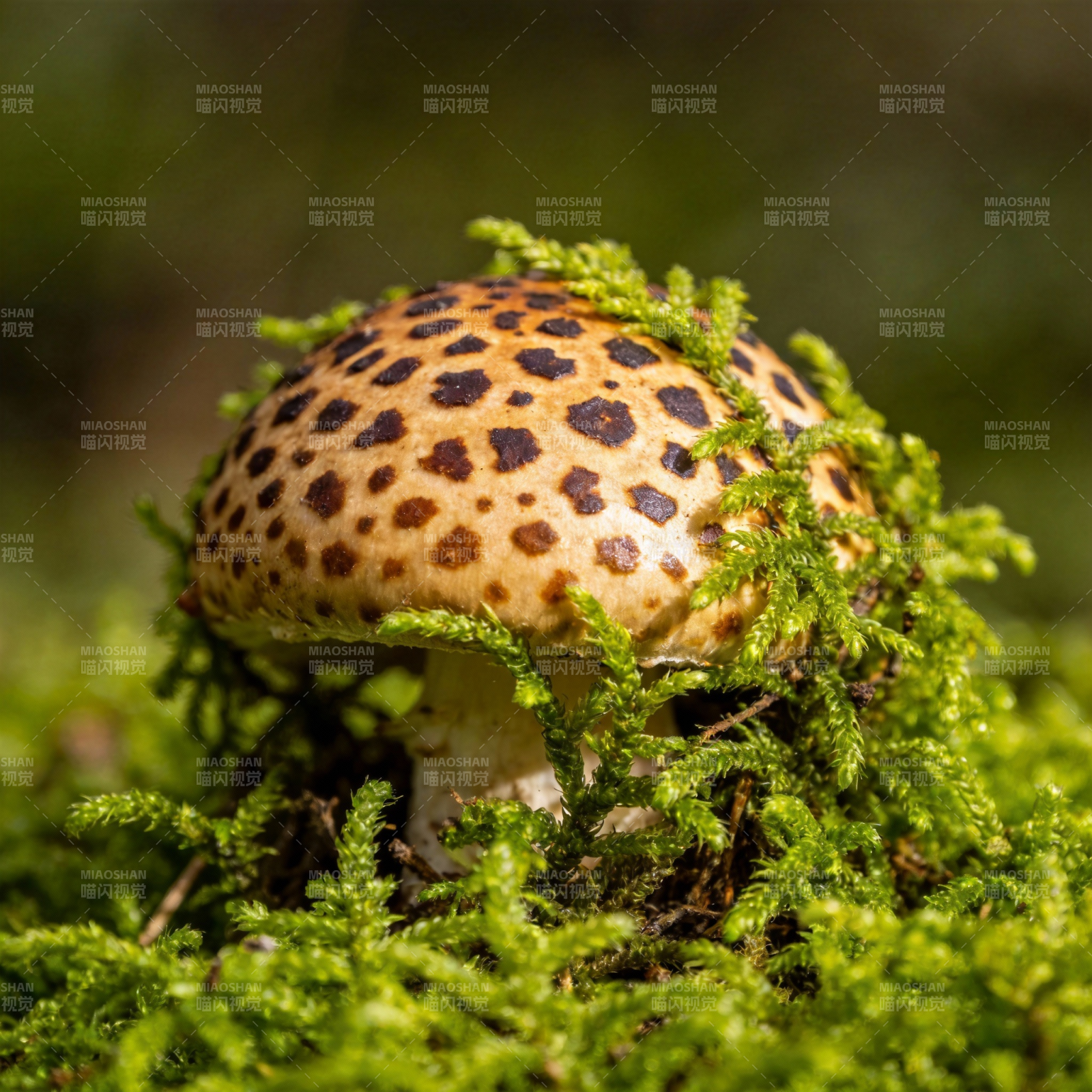 斑点菇栖于青苔间图片