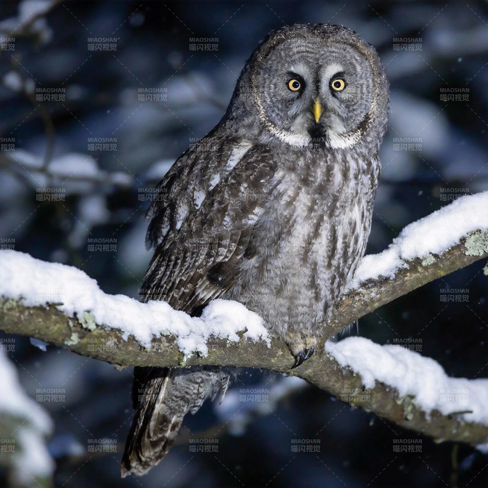 雪枝上的灰猫头鹰图片