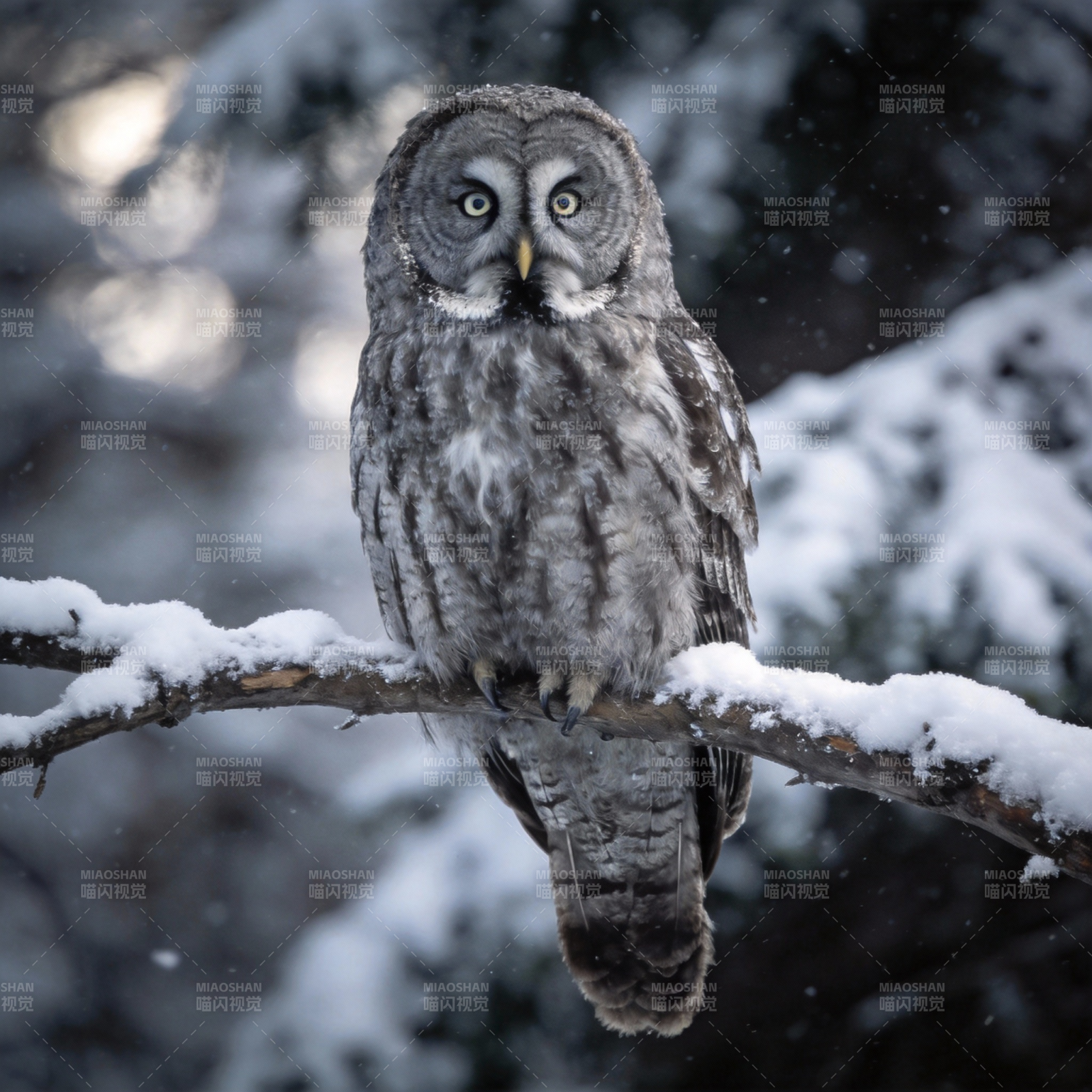 雪中灰 owl图片