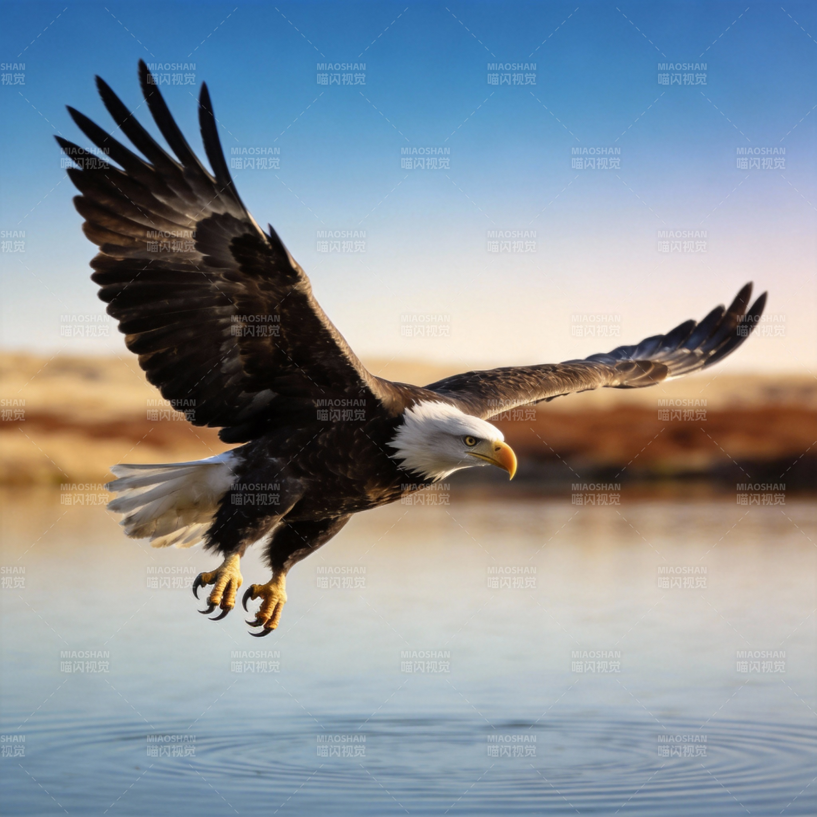 雄鹰掠水图片