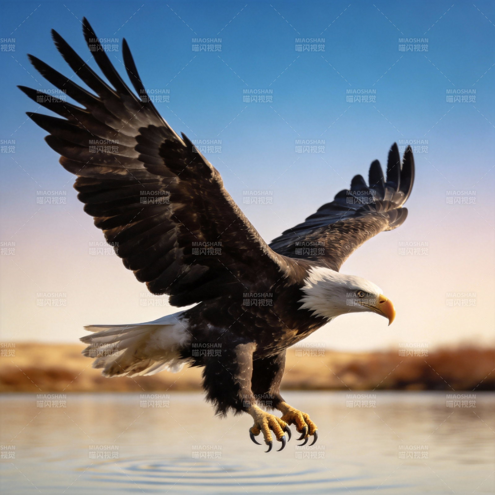 雄鹰翱翔水面图片