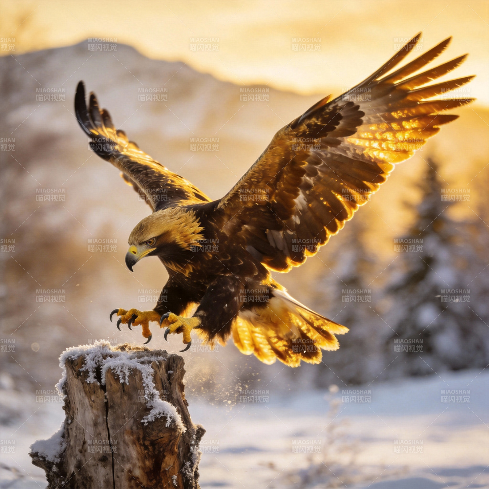 金雕凌空捕猎图片