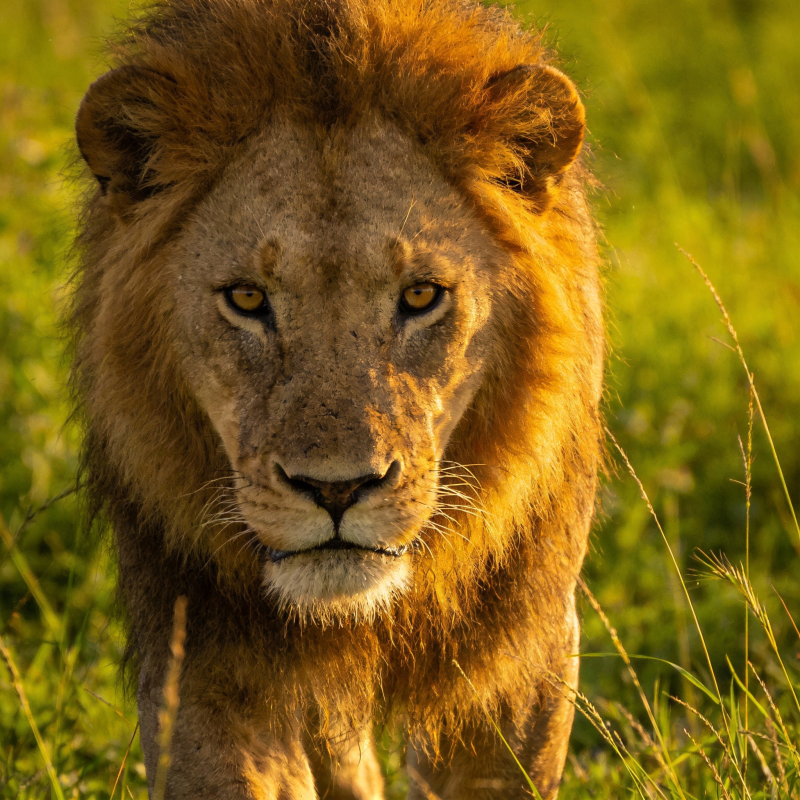 草原雄狮凝视图片