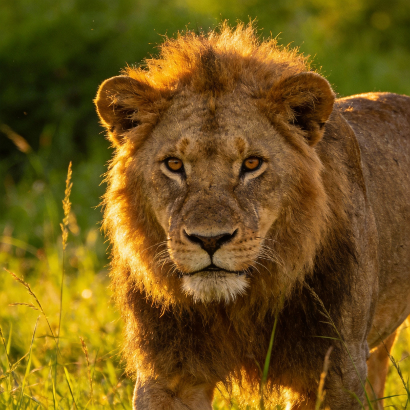 草原雄狮凝视图片