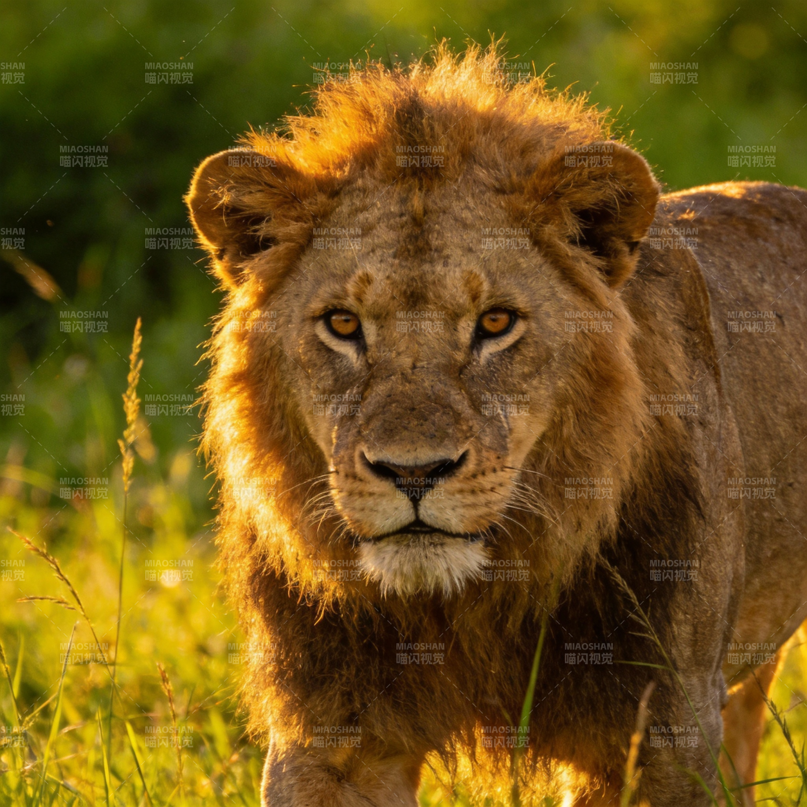 草原雄狮凝视图片