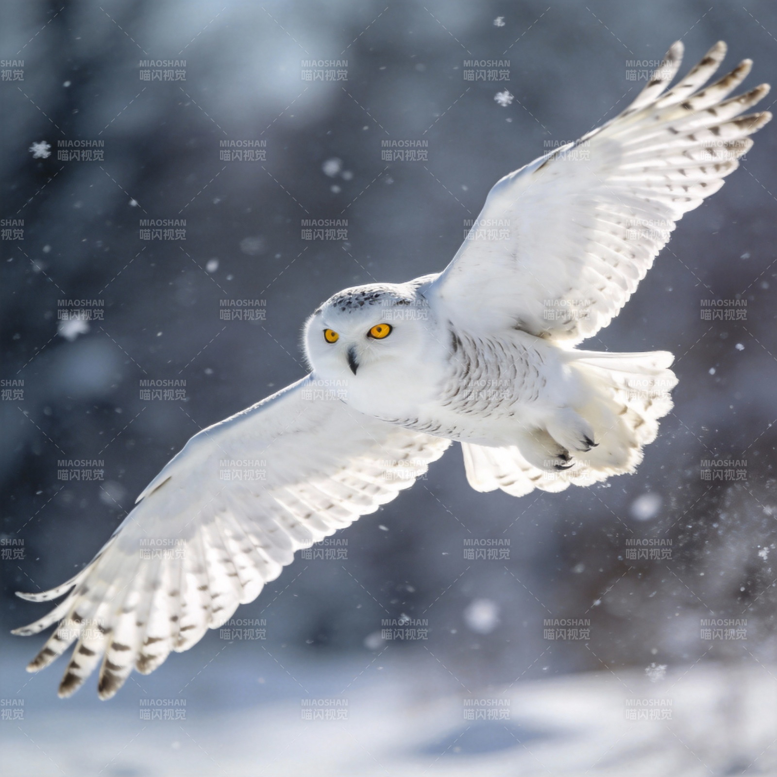 雪鸮翱翔于雪中图片