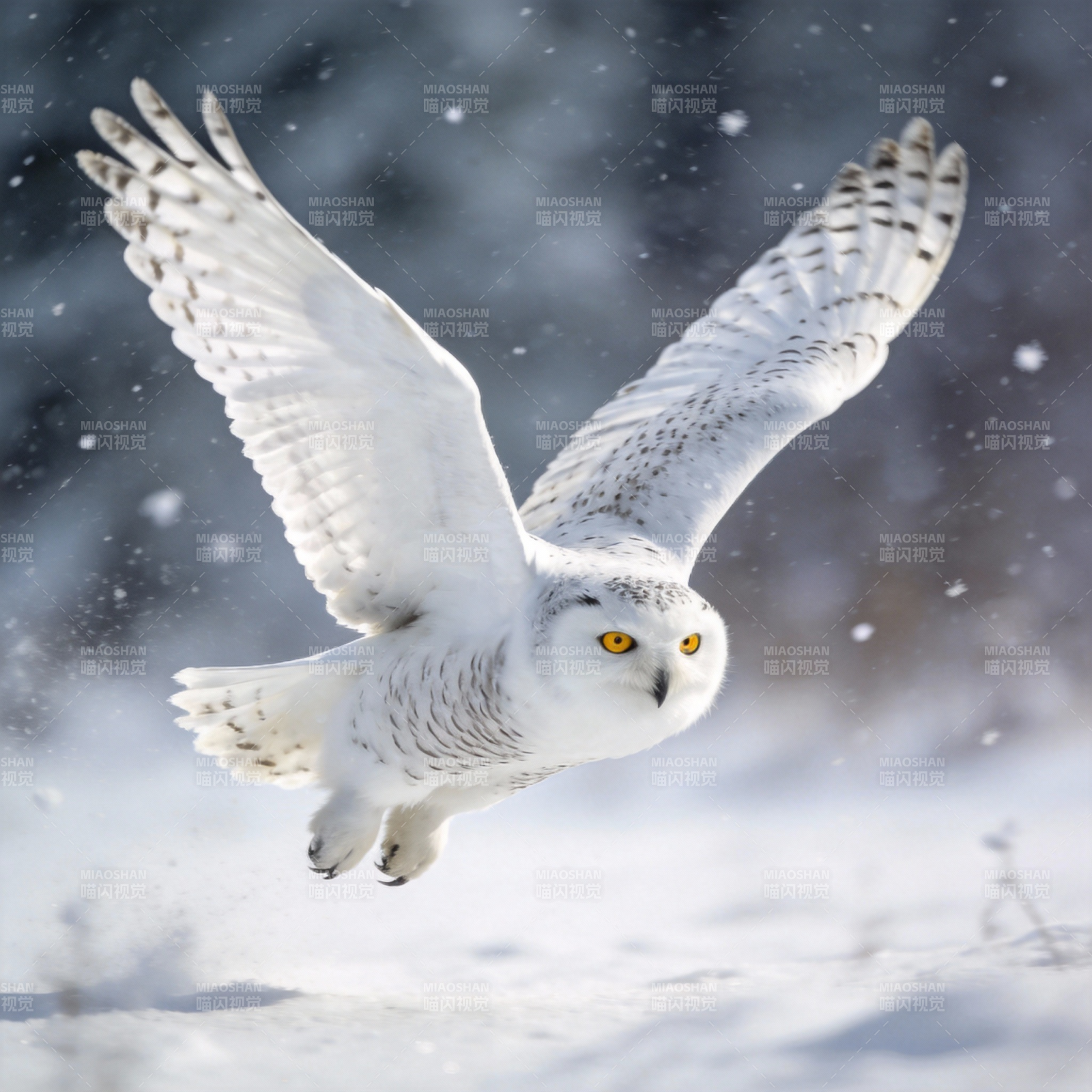 雪鸮翱翔于雪原图片